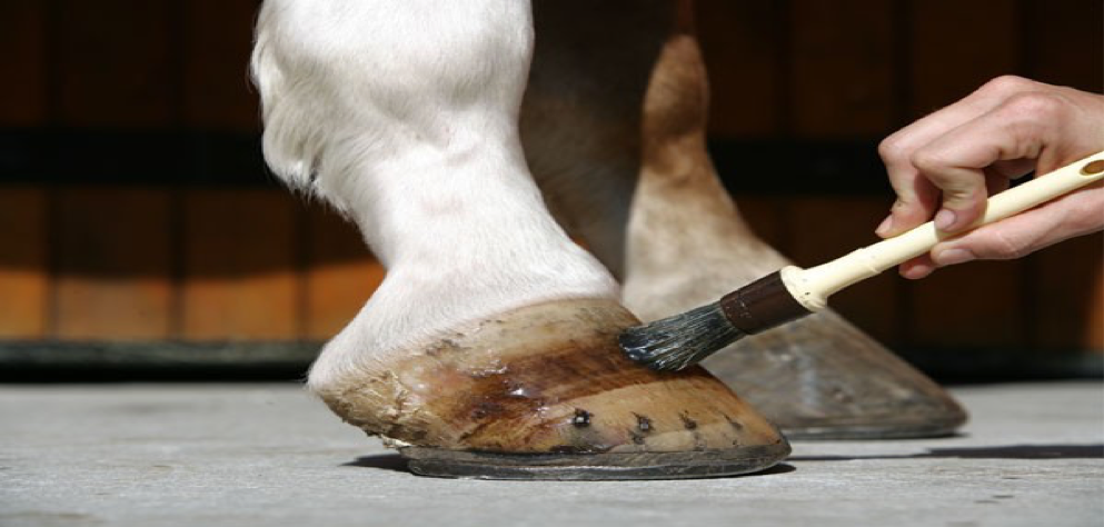 Equine Care Tablier de maréchal pour femme – Cuir de vachette et toile – 4 poches pour couteau à sabot, 2 aimants, support dorsal, taille réglable de